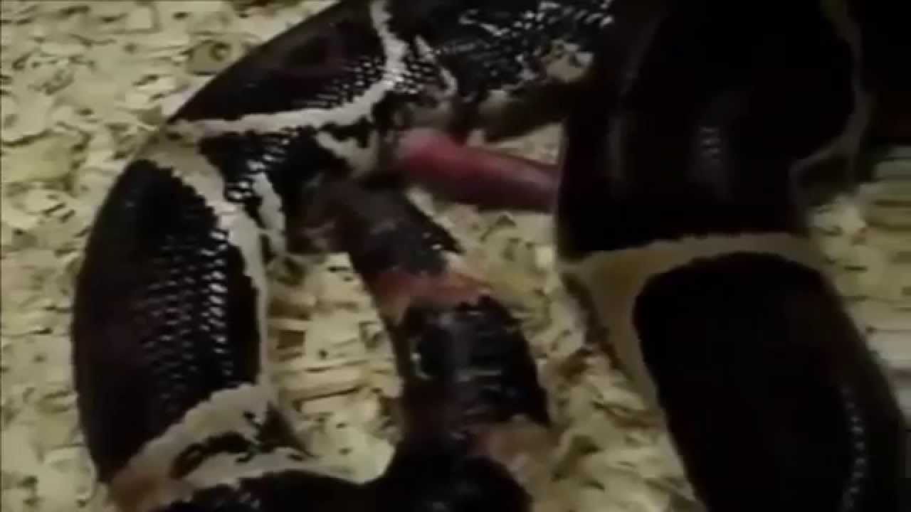 Snake mating sex