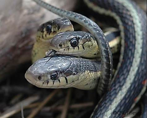 best of Mating sex snake
