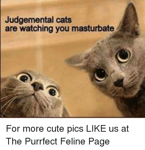 Cat ceiling masturbate watching