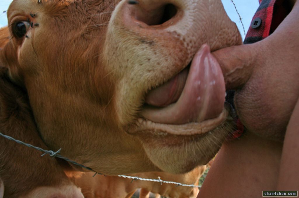 Cow sucks mans penis ✔ Cow Sucking Dick Porn Sex Pictures Pa