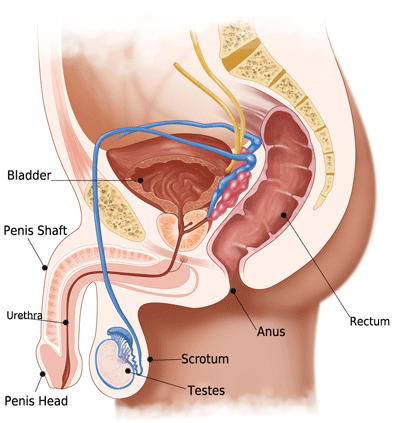 Anatomy of an orgasm